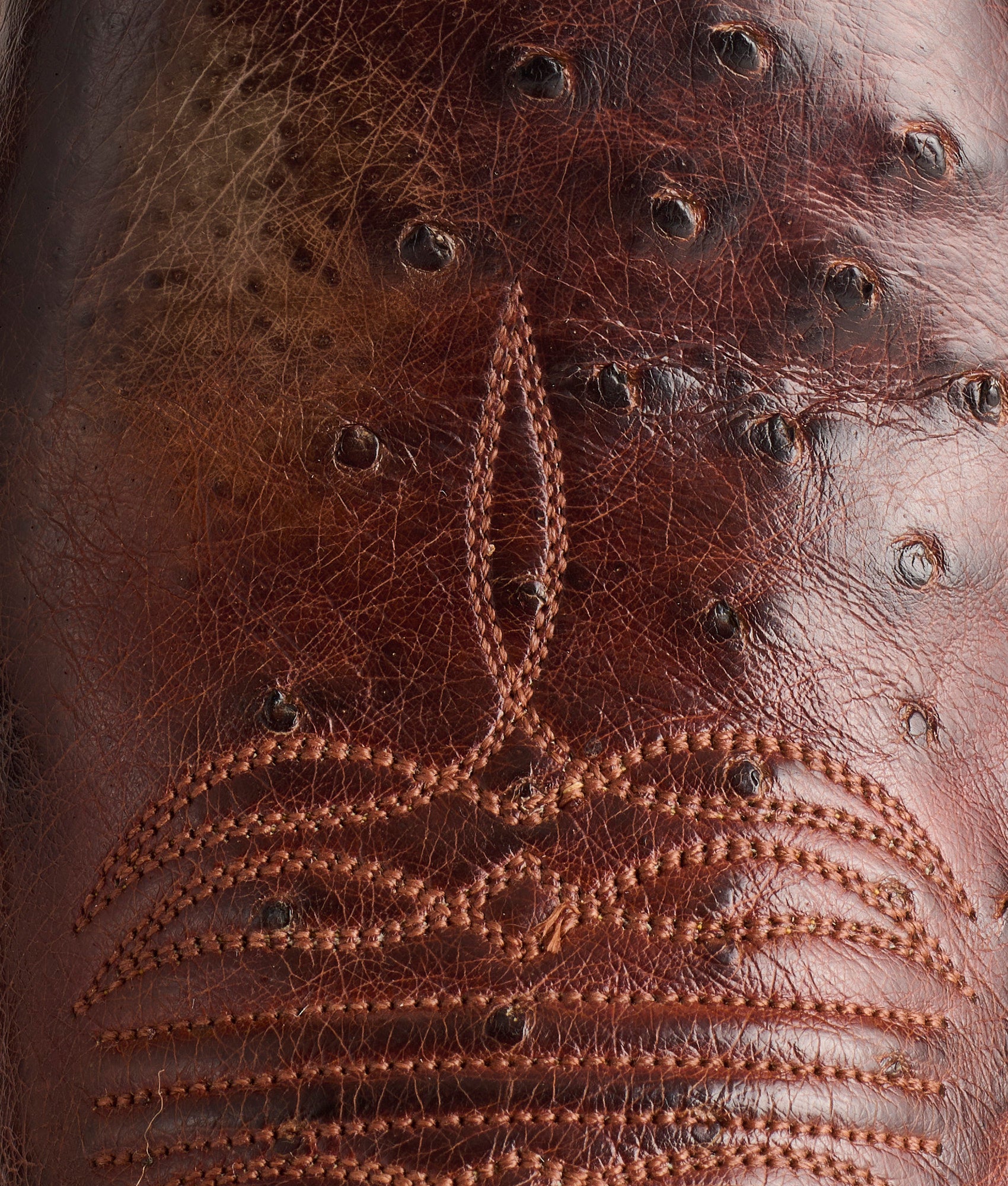 Cecil Exotic :: Sienna - Image 7