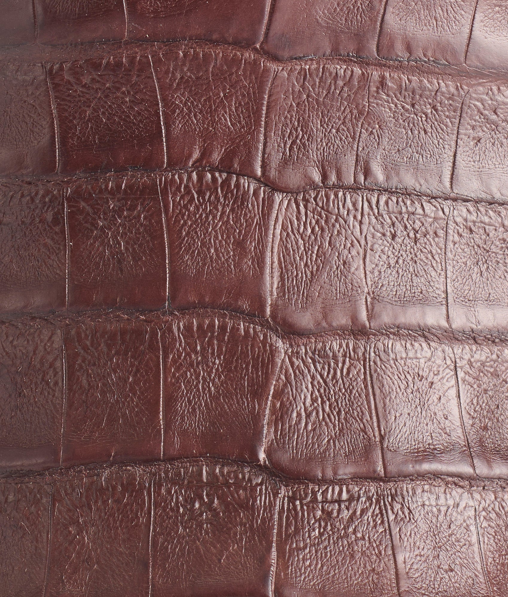 Douglas :: Barrel Brown - Image 8