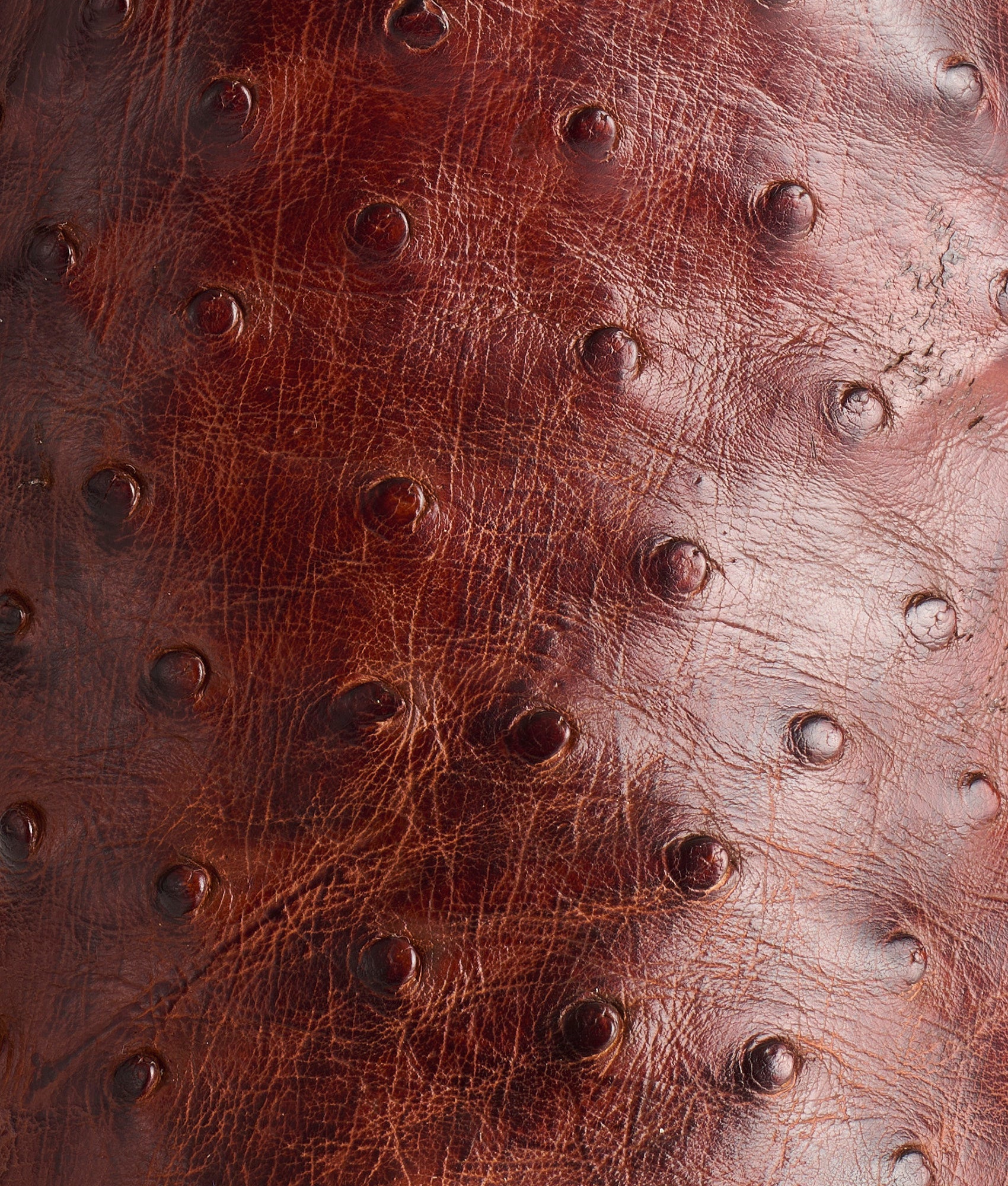 Hudson :: Chocolate - Image 7